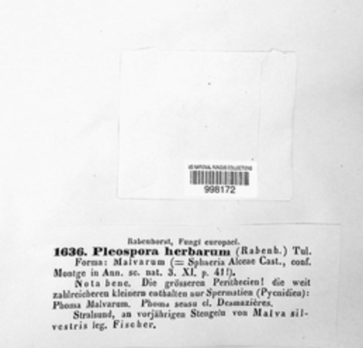 Stemphylium vesicarium image